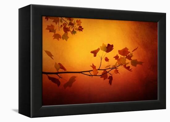 All Precious Things-Philippe Sainte-Laudy-Framed Premier Image Canvas