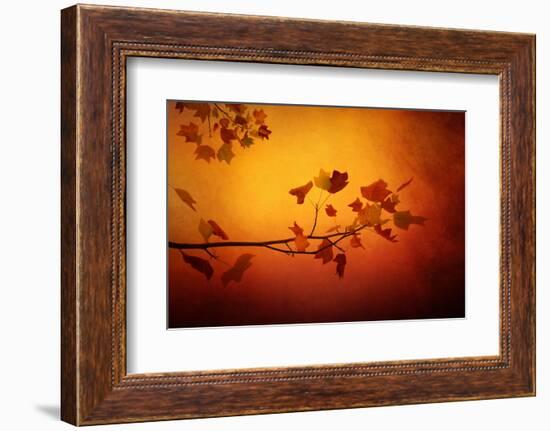 All Precious Things-Philippe Sainte-Laudy-Framed Photographic Print