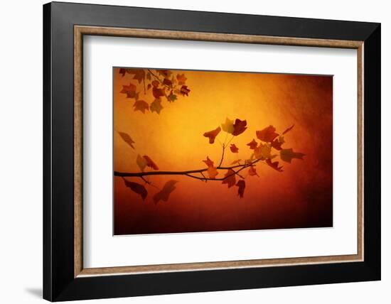 All Precious Things-Philippe Sainte-Laudy-Framed Photographic Print