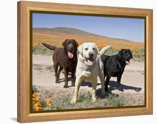All Three Colors of Labrador Retrievers Standing on Dirt Road, Antelope Valley in California, USA-Zandria Muench Beraldo-Framed Premier Image Canvas