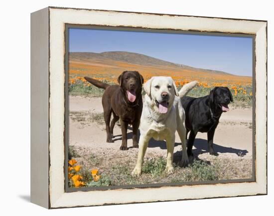 All Three Colors of Labrador Retrievers Standing on Dirt Road, Antelope Valley in California, USA-Zandria Muench Beraldo-Framed Premier Image Canvas