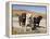 All Three Colors of Labrador Retrievers Standing on Dirt Road, Antelope Valley in California, USA-Zandria Muench Beraldo-Framed Premier Image Canvas