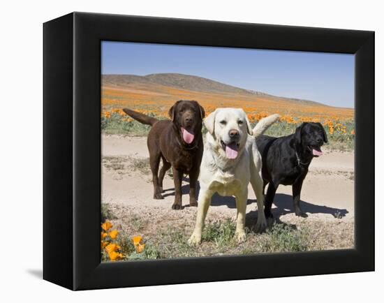 All Three Colors of Labrador Retrievers Standing on Dirt Road, Antelope Valley in California, USA-Zandria Muench Beraldo-Framed Premier Image Canvas