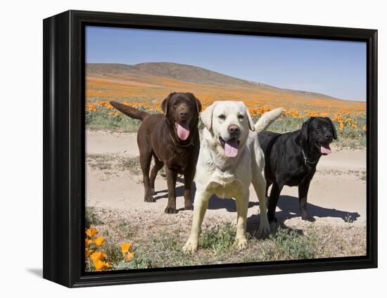 All Three Colors of Labrador Retrievers Standing on Dirt Road, Antelope Valley in California, USA-Zandria Muench Beraldo-Framed Premier Image Canvas