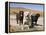 All Three Colors of Labrador Retrievers Standing on Dirt Road, Antelope Valley in California, USA-Zandria Muench Beraldo-Framed Premier Image Canvas