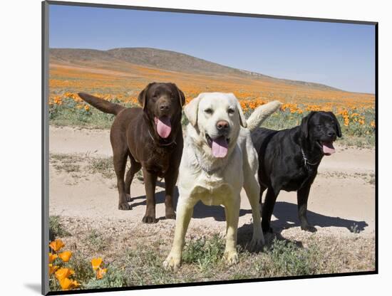 All Three Colors of Labrador Retrievers Standing on Dirt Road, Antelope Valley in California, USA-Zandria Muench Beraldo-Mounted Photographic Print