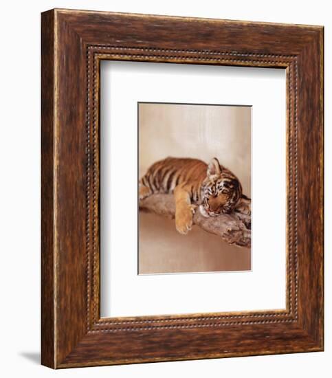 All Tiger-ed Out-Rachael Hale-Framed Art Print