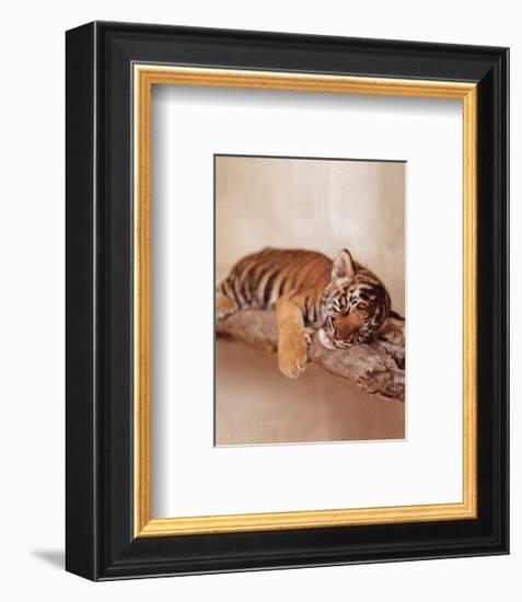 All Tiger-ed Out-Rachael Hale-Framed Art Print