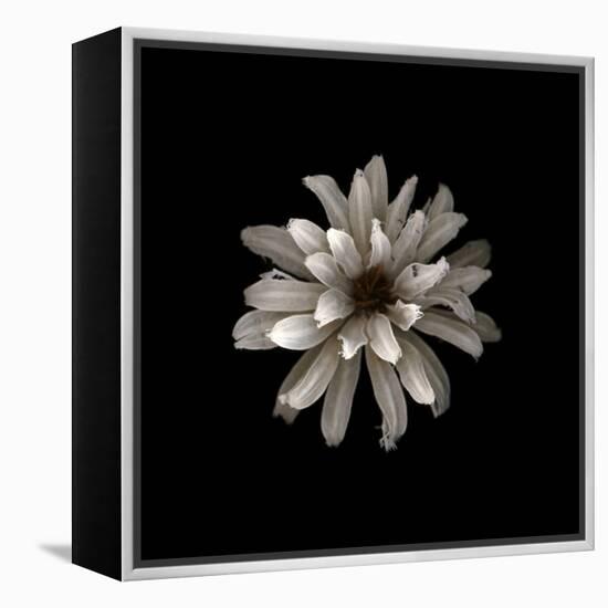 All White-PhotoINC-Framed Premier Image Canvas