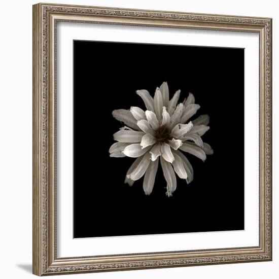 All White-PhotoINC-Framed Photographic Print