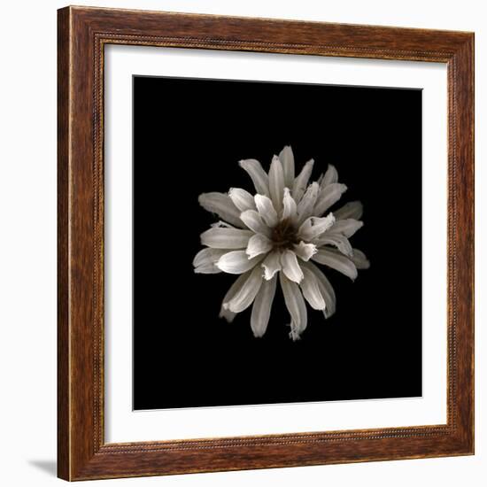 All White-PhotoINC-Framed Photographic Print