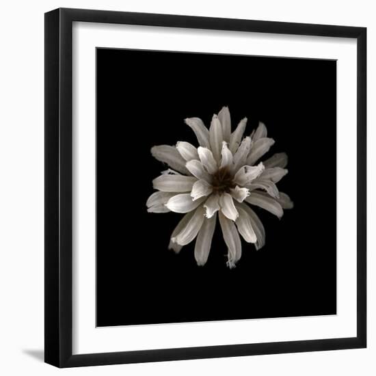 All White-PhotoINC-Framed Photographic Print