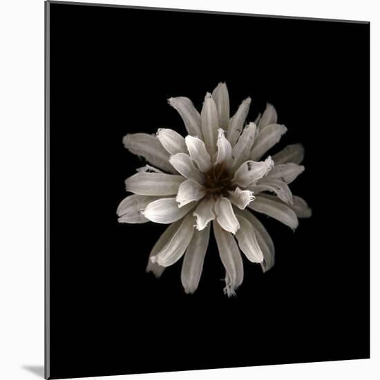 All White-PhotoINC-Mounted Photographic Print