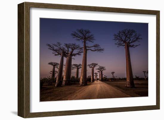 Allace des Baobabs-Marco Tagliarino-Framed Photographic Print