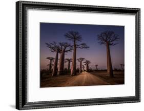 Allace des Baobabs-Marco Tagliarino-Framed Photographic Print