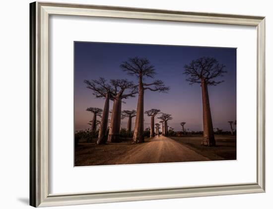 Allace des Baobabs-Marco Tagliarino-Framed Photographic Print