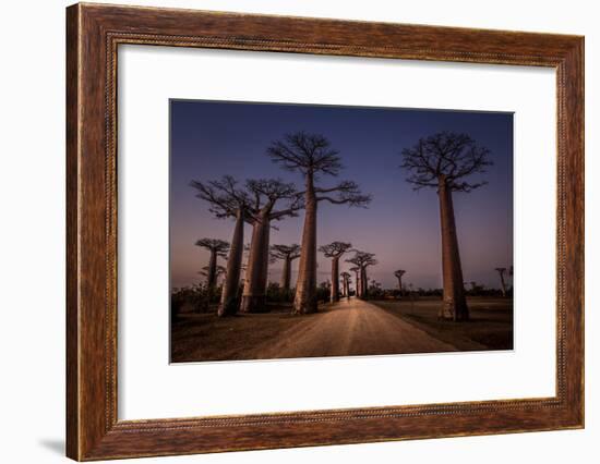 Allace des Baobabs-Marco Tagliarino-Framed Photographic Print