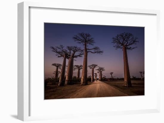 Allace des Baobabs-Marco Tagliarino-Framed Photographic Print