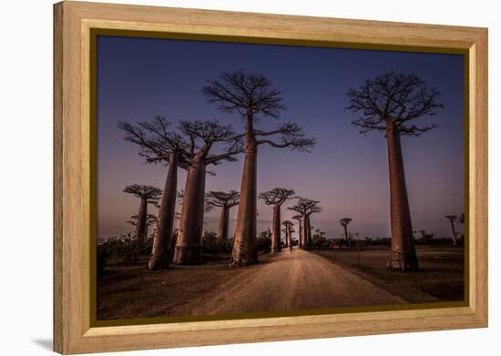 Allace des Baobabs-Marco Tagliarino-Framed Premier Image Canvas