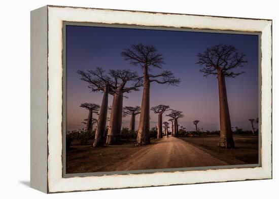 Allace des Baobabs-Marco Tagliarino-Framed Premier Image Canvas