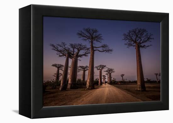Allace des Baobabs-Marco Tagliarino-Framed Premier Image Canvas