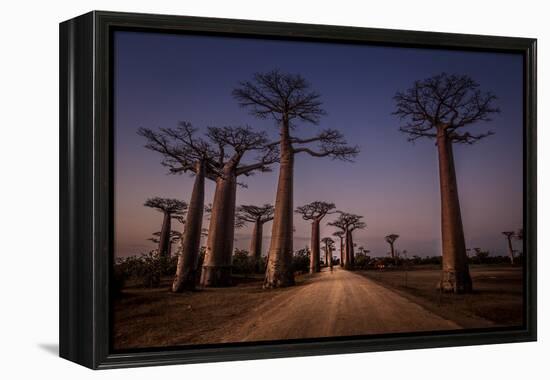 Allace des Baobabs-Marco Tagliarino-Framed Premier Image Canvas