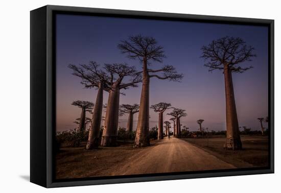 Allace des Baobabs-Marco Tagliarino-Framed Premier Image Canvas