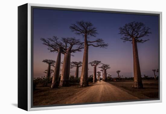 Allace des Baobabs-Marco Tagliarino-Framed Premier Image Canvas