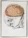 The Brain, from 'Traite D'Anatomie De Cerveau' by Felix Vicq D'Azyr (1748-94) 1786-Allais-Premier Image Canvas