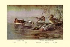 Gray Teal and Chestnut-Breasted Teal-Allan Brooks-Art Print
