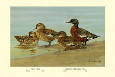 Gray Teal and Chestnut-Breasted Teal-Allan Brooks-Framed Art Print