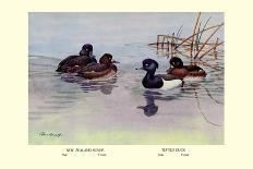 New Zealand Scaup and Tufted Ducks-Allan Brooks-Art Print