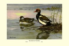 Cinnamon and Blue-Winged Teals-Allan Brooks-Art Print