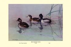 Ring-Necked Duck-Allan Brooks-Art Print