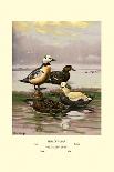 White-Eyed Ducks-Allan Brooks-Art Print