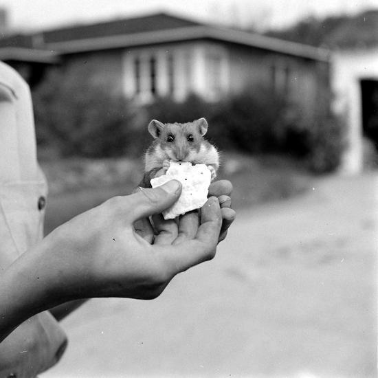 Photographic Print, , large