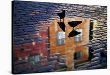 Pigeons-Allan Wallberg-Photographic Print