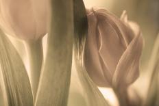 Tulips-Allan Wallberg-Photographic Print