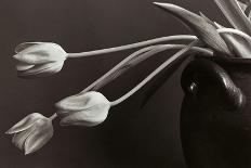 Tulips-Allan Wallberg-Photographic Print