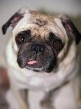 Pug Dog-Allana Wesley White-Mounted Photographic Print