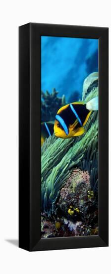 Allard's Anemonefish in the Ocean-null-Framed Premier Image Canvas