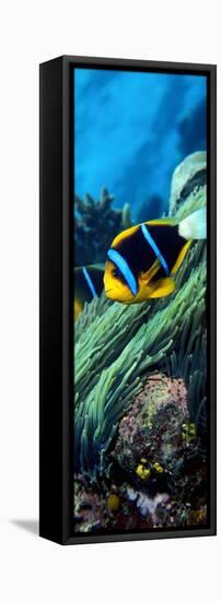 Allard's Anemonefish in the Ocean-null-Framed Premier Image Canvas