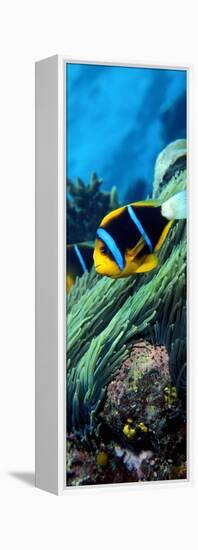 Allard's Anemonefish in the Ocean-null-Framed Premier Image Canvas