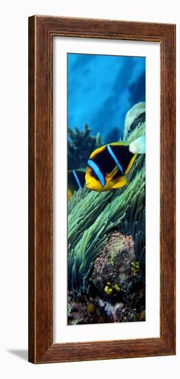 Allard's Anemonefish in the Ocean-null-Framed Photographic Print