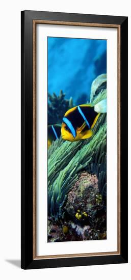 Allard's Anemonefish in the Ocean-null-Framed Photographic Print