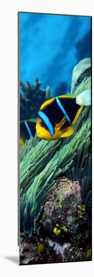 Allard's Anemonefish in the Ocean-null-Mounted Photographic Print