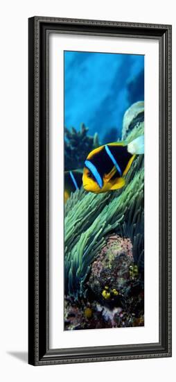 Allard's Anemonefish in the Ocean-null-Framed Photographic Print