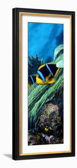 Allard's Anemonefish in the Ocean-null-Framed Photographic Print