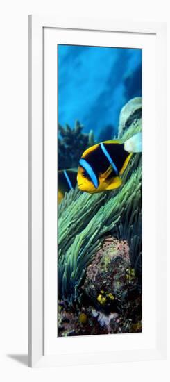 Allard's Anemonefish in the Ocean-null-Framed Photographic Print