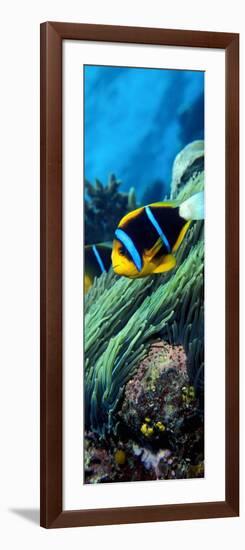 Allard's Anemonefish in the Ocean-null-Framed Photographic Print